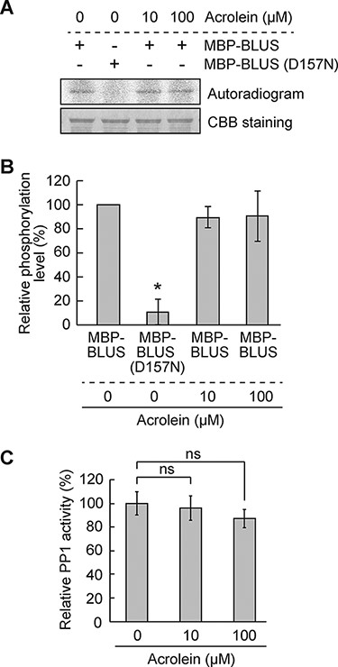 Effect of RCS on BLUS1 kinase and PP1 phosphatase activities.