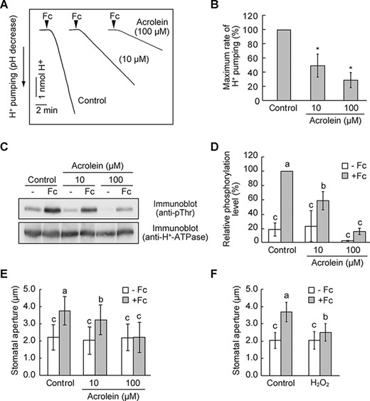 RCS inhibit Fc-dependent activation of H+-ATPase and stomatal opening.