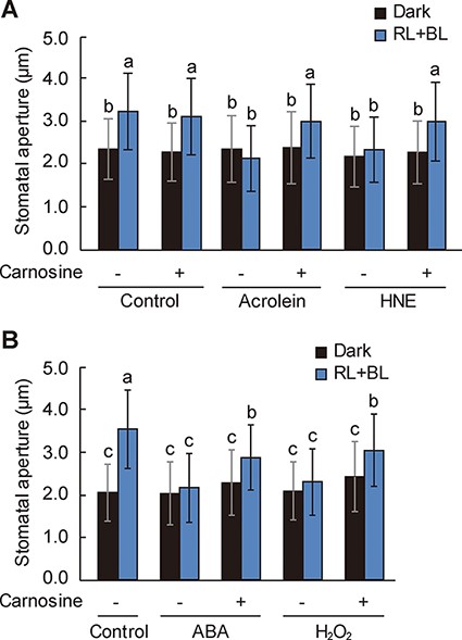 Restoration of ABA- and H2O2-induced inhibition of BL-dependent stomatal opening by carnosine.