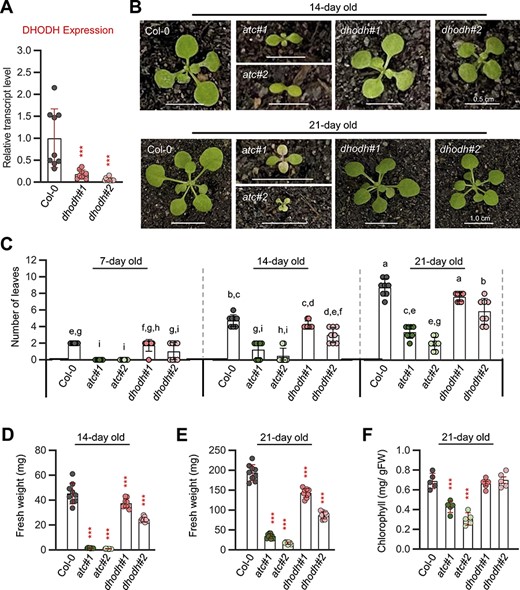 Nucleotide Limitation Results in Impaired Photosynthesis, Reduced ...
