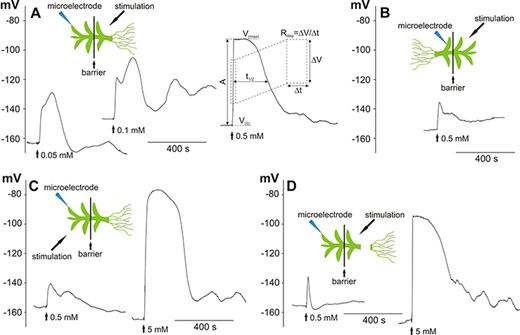 H2O2-evoked long-distance electrical signals recorded in a Physcomitrella leaf (phylloid) cell. The recordings were carried out in bipartite chambers with a barrier separating two parts of the gametophyte. Schemes presenting the site of stimulation and insertion of the microelectrode are in placed on the top of the recordings. (A) Long-distance electrical signals in the form of membrane potential changes recorded after the stimulation of the basal part of the gametophyte with different H2O2 concentrations. The explanation of the method of obtaining parameters describing the membrane potential changes is shown. V(0)—value of the membrane potential measured before the application of hydrogen peroxide, V(max)—maximum value of the membrane potential recorded during the response, A—amplitude of the response, t1/2—duration of the response measured in half of the amplitude, Rdep—depolarization rate measured in half of the amplitude on a section equal to the half of the amplitude. (B) Electrical signals recorded after stimulation of the apical part of the gametophyte. (C, D) Reduction of the sensitivity of the leaf cells to H2O2 recorded after direct stimulation of the tested cell located in the apical part of the gametophyte and in the gametophyte with a cutoff basal part, respectively. The vertical axes present the values of the membrane potential (in mV).