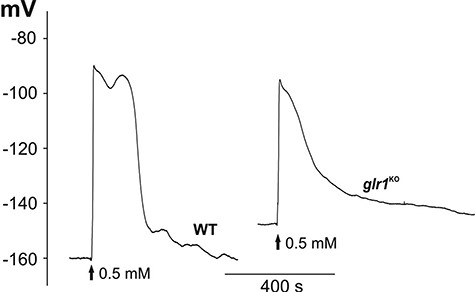 Comparison of H2O2-evoked long-distance electrical signals recorded in the WT and the Ppglr1KO mutant. The method of stimulation was the same as in Fig. 1A.