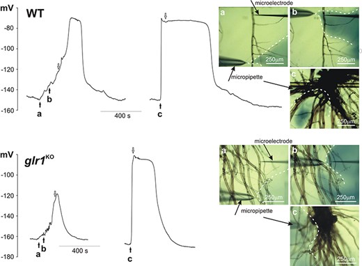 H2O2-evoked membrane potential changes recorded in protonema cells from the WT and the Ppglr1KO mutant. H2O2 (0.5 mM) was injected into the selected site by the micropipette. In the pictures placed on the right side of the presented traces, three different measurement variants are presented: a—stimulation of the cells adjacent to the tested cell (site of the microelectrode insertion), b—direct stimulation of the tested cell and c—stimulation of the basal part of the gametophyte. The pictures show dispersion of H2O2 stained with 1 mM aniline blue (marked by dashed white lines) recorded 5 s after time points a, b and c marked on the trace by the black arrows. The end of stimulation (removal of the micropipette from the measuring chamber) was marked by the white arrows.