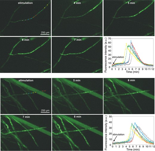 H2O2-evoked calcium signals recorded in protonema cells expressing fluorescent calcium biosensor GCaMP3. For each cell, two circular regions of interest (ROIs) located in the cytoplasmic region from both sides of the nucleus were analyzed. The two panels of pictures show two different types of calcium signal propagation—at the upper panel, the signal propagates in one direction starting from the site of stimulation (basal part of the gametophyte), and at the lower panel, the signal propagation starts from one cell (marked by yellow ROIs) and propagates in two opposite directions. The changes in fluorescence intensity in different ROIs are presented in the bottom right corner of each picture panel.