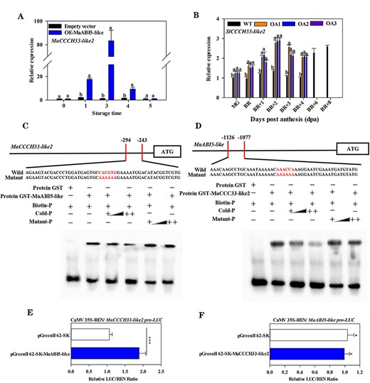 The regulatory relationship between MaCCCH33-like2 and MaABI5-like. The expression of MaCCCH33-like2 in the MaABI5-like transient overexpression banana fruit (A) and the expression of SlCCCH33-like2 in MaABI5-like ectopic overexpression tomato fruit (B) are shown. The expression data for each gene at different time points are presented as a ratio relative to day 0 (freshly harvested fruit) or the mature green (MG) stage of WT fruit, set as 1. (C) The binding activity of MaABI5-like to the promoters of MaCCCH33-like2 was examined using EMSA. The GST-MaABI5-like protein was mixed with the MaCCCH33-like2 promoter probes containing the ABRE/G-box-binding site, along with mutant probes (AAAAAA) indicated in red letters. (D) The GST-MaCCCH33-like2 protein was mixed with the MaABI5-like promoter probes containing the ARE-binding site, along with mutant probes (AAAAAA) indicated in red letters. ‘+’ represents the presence, and ‘−’ represents the absence of binding. ‘++’ indicates increasing amounts of probes. (E) The in vivo interaction between MaABI5-like and the promoters of MaCCCH33-like2 was observed through transient assays in tobacco leaves. (F) The in vivo interaction between MaCCCH33-like2 and the promoters of MaABI5-like was detected through transient assays in tobacco leaves. An empty vector was set as a reference (set as 1). Asterisks (***) represent significant differences (P < 0.001).