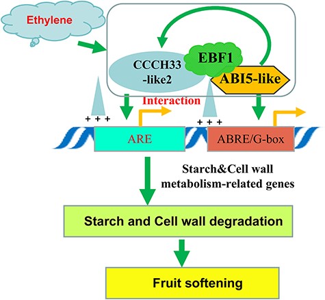 The proposed working model of MaCCCH33-like2/MaEBF1/MaABI5-like in modulating ‘Fenjiao’ banana ripening and softening. During fruit ripening, the expression levels of MaCCCH33-like2, MaEBF1 and MaABI5-like exhibit a significant increase, which is further induced by ethylene treatment. MaCCCH33-like2 and MaABI5-like play a crucial role in initiating and upregulating the transcription of genes involved in cell wall and starch degradation by directly binding to the promoters of these genes. Additionally, the interaction of MaEBF1 with MaCCCH33-like2 and MaABI5-like enhances their ability to activate genes involved in cell wall and starch degradation, thereby promoting fruit softening and ripening. Moreover, MaABI5-like also has the capability to regulate the transcription of MaCCCH33-like2, which further contributes to the regulation of fruit ripening.