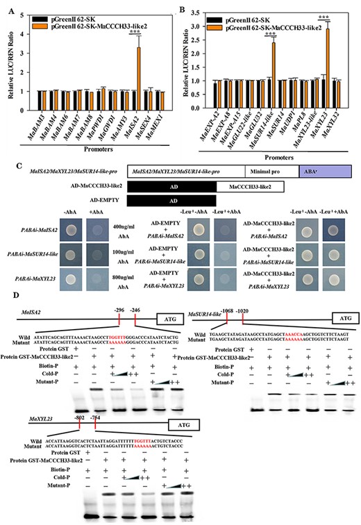 MaCCCH33-like2 interacts with the promoters of genes in cell wall and starch degradation pathways both in vivo and in vitro (A, B). In vivo, MaCCCH33-like2 exhibits transcriptional activity on the starch promoter regions (A) and cell wall (B) degradation genes. An empty vector was set as a reference (set as 1). The notation ‘***’ indicates significantly different values at a statistical significance level of P < 0.001. (C) Yeast growth assays demonstrate the interaction between MaCCCH33-like2 and the promoters of MaISA2, MaSUR14-like and MaXYL23. The yeast cells transformed with these constructs were cultivated on a selective SD medium containing ABA but lacking Leu-. (D) The binding of MaCCCH33-like2 with the promoters of MaISA2, MaSUR14-like and MaXYL23 in EMSAs. The fusion protein GST-MaCCCH33-like2 was combined with the promoters of MaISA2, MaSUR14-like and MaXYL23, which included the ARE-binding site and mutant probes labeled with red letters (AAAAAA). The symbols ‘+’ and ‘−’ represent the presence or absence of the probes, respectively. ‘++’ indicates increasing concentrations of the probes. Triangles indicate increasing concentrations of unlabeled or mutated probes used for competition. Biotin-P signifies that the probe was labeled with biotin, Cold-P indicates that the probe was not labeled with biotin and Mutant-P indicates that the probe was mutated to contain AAAAAA.