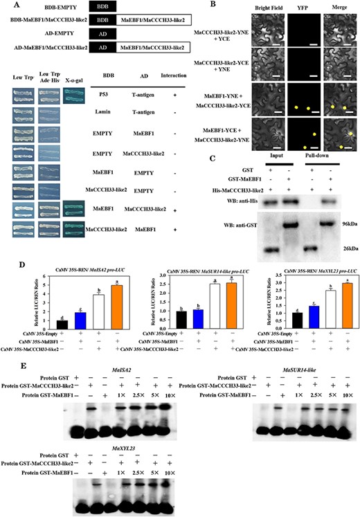 The interplay between MaCCCH33-like2 and MaEBF1 proteins and their influence on genes associated with fruit softening. (A) The Y2H analysis demonstrated an interaction between MaCCCH33-like2 and MaEBF1. The yeast cells carrying the transformed constructs were cultivated on an SD/-4 medium. (B) The utilization of BiFC in tobacco leaf epidermal cells revealed the interactions between MaCCCH33-like2 and MaEBF1. MaCCCH33-like2 and MaEBF1 were cloned, with the N-terminus and C-terminus of YFP, respectively. The fusion protein (MaCCCH33-like2) was used as the experimental sample, while the N-terminus and C-terminus alone served as the negative control. YFP signals were observed under a fluorescence microscope, with the scale bars indicating a size of 50 μm. (C) The interaction between MaCCCH33-like2 and MaEBF1 was analyzed by GST pull-down assay in vitro. The His-MaCCCH33-like2 protein was subjected to incubation with either GST-MaEBF1 or GST alone. The immunoprecipitated fractions obtained were then analyzed using the anti-GST antibody to detect the interaction with GST-MaEBF1 and the anti-His antibody to identify the presence of His-MaCCCH33-like2. (D) Transcriptional activity of MaCCCH33-like2, MaEBF1 and MaEBF1+MaCCCH33-like2 on the activities of the promoter of MaISA2, MaSUR14-like and MaXYL23. An empty vector was used as a reference control (set as 1). Letters a, b, c and d were used to denote significant differences at a significance level of P < 0.05. In experiment (E), it was observed that MaEBF1 increased the binding activity of MaCCCH33-like2 to the promoters of MaISA2, MaSUR14-like and MaXYL23. The values 1×, 2.5×, 5× and 10× corresponded to 50, 125, 250 and 500 ng of MaEBF1 protein, respectively. The symbol ‘−’ indicated the absence, while ‘+’ indicated the presence of the mentioned factors.