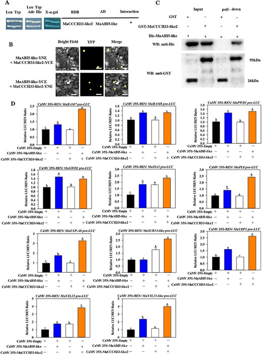 The interaction between MaCCCH33-like2 and MaABI5-like proteins and regulation on fruit softening–related genes. (A) The interaction between MaCCCH33-like2 and MaABI5-like was detected using the Y2H assay. The yeast cells that were genetically modified were cultivated on a medium called SD/-4 to facilitate the growth and observation of the interaction. (B) The BiFC technique demonstrated the interactions between MaCCCH33-like2 and MaABI5-like in tobacco leaves. MaCCCH33-like2 and MaABI5-like were genetically engineered to fuse with the N- and C-terminus of the YFP, respectively. As a negative control, the fusion protein (MaCCCH33-like2) was combined with the N- and C-terminus alone. YFP signals were detected using a fluorescence microscope, with a scale bar indicating a length of 50 μm. (C) The interaction between MaCCCH33-like2 and MaABI5-like was investigated through the GST pull-down assay performed in vitro. His-MaABI5-like protein was co-incubated with either GST-MaCCCH33-like2 or GST alone. Immunoprecipitated fractions were subsequently detected using specific antibodies targeting GST and His proteins. (D) The transcriptional activity of MaCCCH33-like2, MaABI5-like and the combination of MaABI5-like and MaCCCH33-like2 on the promoters of five starch-related genes and six cell wall degradation genes was evaluated. An empty vector served as a reference control, with its activity normalized and set as 1.