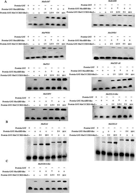 MaCCCH33-like2 and MaABI5-like increased the binding activity of MaABI5-like and MaCCCH33-like2 to the regulatory regions of genes involved in starch degradation and cell wall breakdown. (A) MaCCCH33-like2 enhanced the binding activity of MaABI5-like to the promoters of the corresponding target genes. (B) MaCCCH33-like2 and MaABI5-like mutually augmented their binding affinity to the MaISA2 and MaXYL23 promoters. (C) The presence of MaABI5-like protein increased the binding capacity of MaCCCH33-like2 to the MaSUR14-like promoters. The numerical values (1×, 2.5×, 5× and 10×) indicate the protein amounts (50, 125, 250 and 500 ng) of both MaCCCH33-like2 and MaABI5-like, respectively. The symbol ‘−’ represents absence, while ‘+’ represents presence.