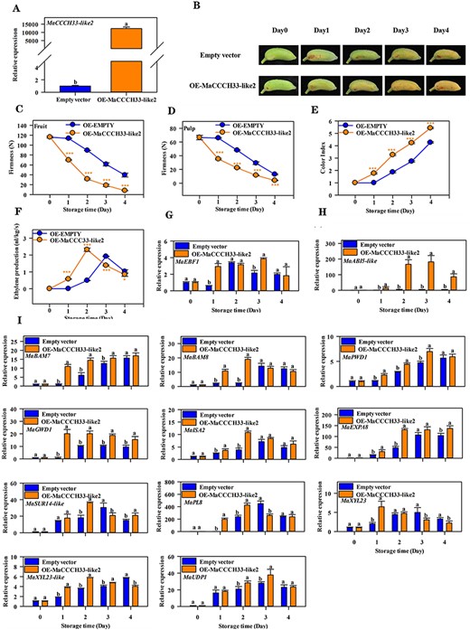 The impact of transiently overexpressing MaCCCH33-like2 in ‘Fenjiao’ banana fruit ripening. (A) The transcript levels of MaCCCH33-like2 were determined in both empty vector and MaCCCH33-like2-overexpressing fruit using RT-qPCR. The expression data for each gene at different time points are presented as a ratio relative to day 0 (freshly harvested fruit), which is set as 1. (B) The ripening phenotype of fruit from the empty vector and MaCCCH33-like2-overexpressing lines is depicted. Fruit firmness (C), pulp firmness (D), color index (E) and ethylene production (F) were monitored during the ripening process. For the transient overexpression experiment, the pretreated fruits were haphazardly divided into two groups of 100 fingers each, and the data and photos were collected from these treated fruits. The expression profiles of MaEBF1 (G), MaABI5-like (H) and genes associated with starch and cell wall degradation (I) were determined using RT-qPCR during fruit ripening. The expression data for each gene at different time points are presented as a ratio relative to day 0 (freshly harvested fruit), which is set as 1. Asterisks (***) indicate significant differences at the P < 0.001 level.