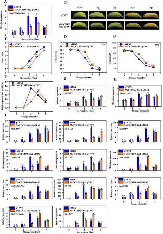 The repression of MaCCCH33-like2 hinders the ripening process of ‘Fenjiao’ banana fruit. (A) The transcript levels of MaCCCH33-like2 were determined in the pulp of ‘Fenjiao’ banana fruit with pTRV2 and MaCCCH33-like2-pTRV2 using RT-qPCR. (B) The ripening phenotype of fruit from the empty vector and MaCCCH33-like2-pTRV2 lines is shown. Changes in fruit color index (C), fruit firmness (D), pulp firmness (E) and ethylene production (F) during fruit ripening are illustrated. Asterisks (*, **, ***) indicate significant differences at the P < 0.05, P < 0.01 and P < 0.001 levels, respectively. Expression profiles of MaEBF1 (G), MaABI5-like (H) and genes associated with starch and cell wall degradation (I) during fruit ripening are presented. The transcription data for each gene at different time points are presented as a ratio relative to day 0, which is set as 1. Different letters represent significant differences(P < 0.05).