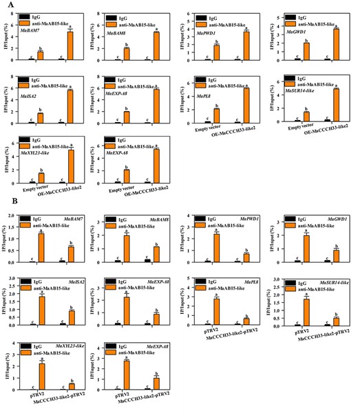 The effect of MaCCCH33-like2 overexpression or reduced expression on the binding of MaABI5-like to the promoters of MaBAM7, MaBAM8, MaPWD1, MaGWD1, MaISA2, MaPL8, MaEXP-A8, MaSUR14-like, MaUDP1, MaXYL23 and MaXYL23-like by ChIP-qPCR. Different letters represent significant differences (P < 0.05).