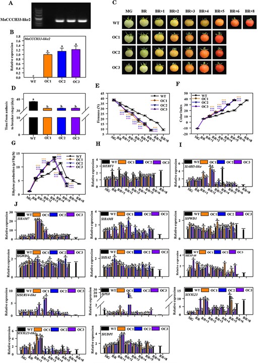 Overexpression of MaCCCH33-like2 in tomatoes accelerates fruit ripening and softening. The transcription of MaCCCH33-like2 in the fruit of WT and MaCCCH33-like2-overexpressing lines (OC1, OC2 and OC3) was detected by RT-PCR (A) and RT-qPCR (B). Experiments were conducted using pericarp tissues from MaCCCH33-like2-overexpressing and WT fruit at 30 dpas. The gene expression profiles were normalized using the reference gene SlUBI and further normalized against OC1 expression, which was set as 1. (C) The fruit ripening phenotype of WT and MaCCCH33-like2-overexpressing lines is shown. (D) The days from anthesis to the BR stage in WT and MaCCCH33-like2-overexpressing lines are presented. Changes in fruit firmness (E), color index (F) and ethylene release rate (G) during fruit ripening in WT and MaCCCH33-like2-overexpressing lines are illustrated. Asterisks (***) indicate significant differences at the P < 0.001 level. The expression profiles of SlEBF1 (H), SlABI5-like (I) and genes associated with cell wall and starch degradation (J) during fruit ripening in tomatoes are shown. Different letters represent significant differences (P < 0.05).