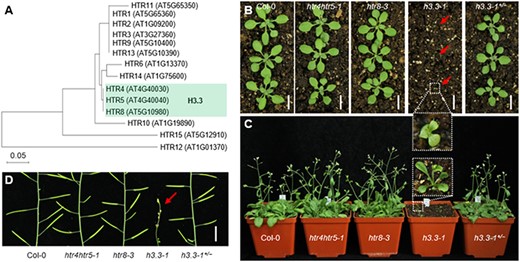 The phenotypes of H3.3 homozygous mutant plants. (A) Phylogenetic tree of Arabidopsis histone H3. The protein sequences of 14 histone H3 family proteins were analyzed by Molecular Evolutionary Genetics Analysis-X (MEGA-X). (B) Morphology of representative 17-day-old plants grown under LD conditions at 22°C. Scale bar, 5 cm. (C) Morphology of 28-day-old plants grown under LD conditions at 22°C. (D) Morphology of plant inflorescence stems grown under LD at 22°C. Scale bar, 1 cm.
