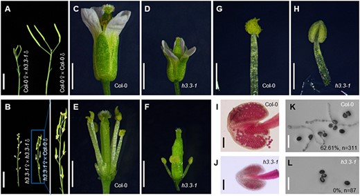 The sterility of h3.3–1 is caused by the male sterility. (A) Phenotypes of reciprocal cross\-siliques. Scale bar, 1 cm. (B) Phenotypes of reciprocal cross-siliques. Scale bar, 1 cm. (C) Morphology of representative flowers. Scale bar, 1 mm. (D) Morphology of representative flowers. Scale bar, 1 mm. (E) Morphology of representative stamens and pistils. Scale bar, 1 mm. (F) Morphology of representative stamens and pistils. Scale bar, 1 mm. (G) Morphology of representative stamens. Scale bar, 500 μm. (H) Morphology of representative stamens. Scale bar, 500 μm. (I) Morphology of representative anthers. Scale bar, 100 μm. (J) Morphology of representative anthers. Scale bar, 100 μm. (K) Representative images showing in vitro germination of pollen from Col-0. % indicates the ratio of pollen germination rate after 5 h of incubation on appropriate culture medium. n represents total numbers of analyzed pollens. Scale bars, 50 μm. (L) Representative images showing in vitro germination of pollen from h3.3–1. % indicates the ratio of pollen germination rate after 5 h of incubation on appropriate culture medium. n represents total numbers of analyzed pollens. Scale bars, 50 μm.