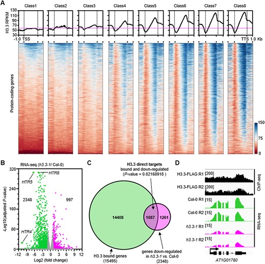 H3.3 binds to the downregulated genes in h3.3–1 mutants. (A) The correlation of H3.3 enrichment and gene expression levels in Arabidopsis inflorescences. Metaplots and heatmaps of Arabidopsis H3.3 levels centered on protein-coding genes according to the classification of genes Supplementary Fig. S3A). (B) Volcano plot presenting gene expression changes following the knockout of H3.3. Differentially expressed genes were defined as a fold of change>2 and an adjusted P-value < 0.05. (C) Intersection of H3.3-bound genes and the downregulated genes in h3.3–1 versus wild-type Col-0. Statistical significance was determined by hypergeometric distribution. (D) A gene example AT1G01780 where the H3.3 locates at the 3ʹ end of the gene-coding region and its expression is downregulated in h3.3–1.