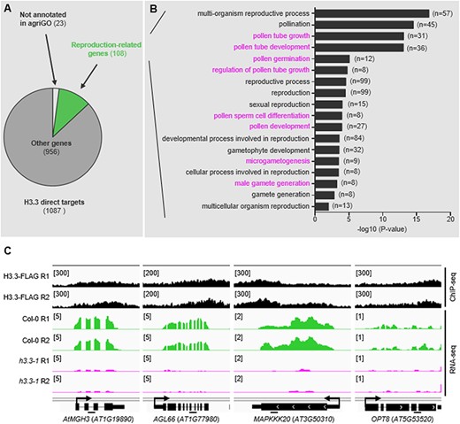 Biological processes of the H3.3 targets. (A) GO analysis of 1087 H3.3 direct targets. Among them, 108 genes were associated with reproductive processes. (B) Eighteen reproductive processes associated terms are listed. Male gamete–associated processes were highlighted. (C) Four microgametogenesis-associated H3.3 direct targets are represented. IGV snapshots presenting the normalized read densities of AtMGH3, AGL66, MAPKKK20 and OPT8 based on ChIP-seq and RNA-seq data. Bars under the gene diagram represent regions amplified by ChIP-qPCRs in Fig. 6G.