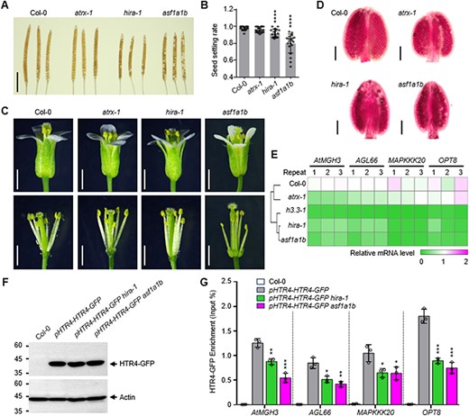 The effects of H3.3 chaperone ASF1A/1B, HIRA and ATRX on Arabidopsis microgamete development. (A) Mature siliques collected prior to dehiscence and cleared in 70% ethanol for several days to reveal seeds. Scale bar: 5 mm. (B) Seed setting rate per silique. n ≥ 16 siliques from ≥3 plants for Col-0, atrx-1, hira-1 and asf1a1b mutants. Statistical significance relative to Col-0 was determined by two-tailed Student’s t test (****P < 0.01). (C) Morphology of representative flowers, stamens and pistils of Col-0, atrx-1, hira-1 and asf1a1b mutants. Scale bar, 1 mm. (D) Morphology of representative anthers of Col-0, atrx-1, hira-1 and asf1a1b mutants. Scale bar, 200 μm. (E) The transcription levels of several microgametogenesis-associated genes in Col-0 and atrx-1, hira-1 and asf1a1b mutants. (F) Global levels of HTR4-GFP in Col-0, pHTR4-HTR4-GFP, pHTR4-HTR4-GFP hira-1 and pHTR4-HTR4-GFP asf1a1b plants. Total protein extracts from young inflorescences were analyzed by protein immunoblots using specific antibodies that recognize GFP or actin as indicated. (G) ChIP analysis of HTR4-GFP deposition at specific genes in young inflorescences of Col-0, pHTR4-HTR4-GFP, pHTR4-HTR4-GFP hira-1 and pHTR4-HTR4-GFP asf1a1b plants. ChIP samples were analyzed by quantitative PCRs on the region represented in Fig. 5C of each gene. Statistical significance of the HTR4-GFP level in pHTR4-HTR4-GFP was determined by two-tailed Student’s t test (*P < 0.05, **P < 0.01, ***P < 0.001).
