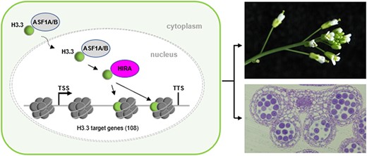 A model for the role of H3.3 in governing Arabidopsis microgamete development. The cytoplasmic synthesized H3.3 in inflorescence is translocated into the nucleus with the help of histone chaperone ASF1A/1B, and then H3.3 is deposited to the 3ʹ end of its target genes by histone chaperone HIRA and promotes the expression of the target genes, thus safeguarding the microgamete development.