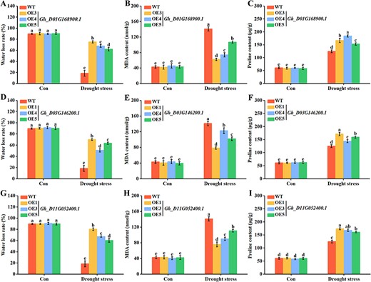 Determination of water loss rate, MDA content and proline levels in GhMYB-transgenic Arabidopsis. One-week-old GhMYB-transgenic lines were subjected to water-deficit treatment for another 18 d. The water loss rate (A, D and G), MDA content (B, E and H) and proline levels (C, F and I) were detected. Plants without water-deficit treatment were used as control (Con).