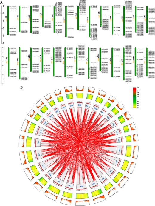 Chromosomal localization of GhMYBs and gene duplication events. (A) Chromosomal position of GhMYBs was mapped. GhMYBs are shown on the right of each chromosome. Chromosome number is indicated to the left of each chromosome, and its right side indicates the number of GhMYBs. Gene positions of each chromosome are estimated by the scale (megabases, Mb) on the left in figure. (B) The circular image displays inter-chromosome regions connected by bands. The different lines indicate GhMYB gene pairs with a syntenic relationship or the collinear pairs of all genes in Gh genome. Chromosome numbers were indicated inside of the box. The heat map represents the gene density on chromosomes. The scale above the box is in Mb.
