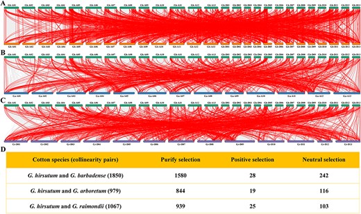 The collinear map of genome and the analysis of selection pressure for collinear gene pairs. The collinearity between GhMYB and GbMYB (A), GaMYB (B) or GrMYB (C) is presented. The lines denote collinearity between GhMYBs and MYB genes of other cotton species. (D) The selection pressure for collinear MYB gene pairs were evaluated by calculating Ka/Ks ratios. Purifying selection, Ka/Ks < 1; positive selection, Ka/Ks > 1; neutral selection, Ka/Ks = 1.
