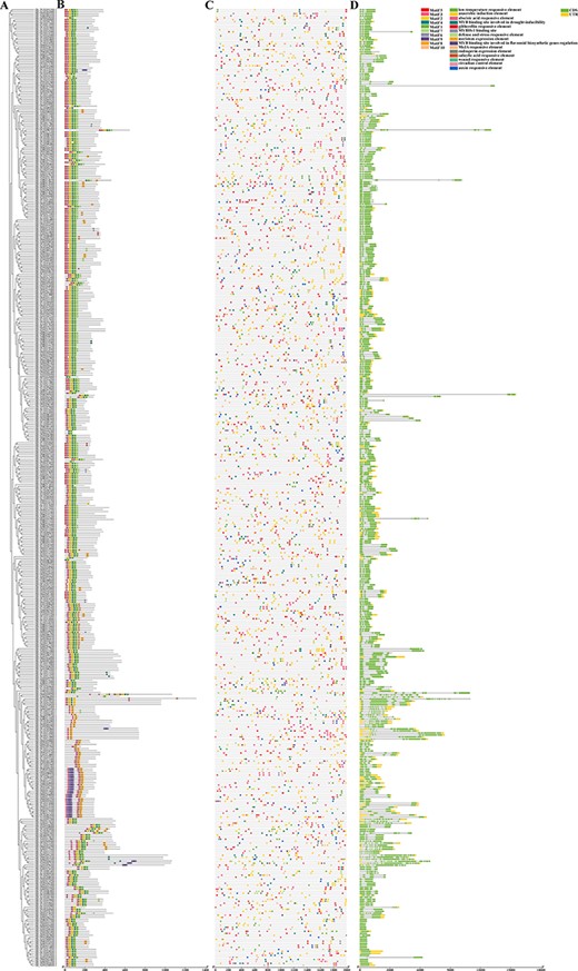 Phylogenetic relationships, conservative motifs, promoter cis elements and gene structure. (A) A phylogenetic tree of the GhMYB gene family was constructed with MEGA 7.0. (B) The conserved motifs of GhMYB proteins were elucidated using MEME webpage and visualized in TBtools. (C) The promoter cis elements of GhMYBs were predicted, and the blocks represent different cis elements. (D) Gene structures of GhMYBs are represented. The boxes represent untranslated regions or coding regions, and the lines indicate introns.