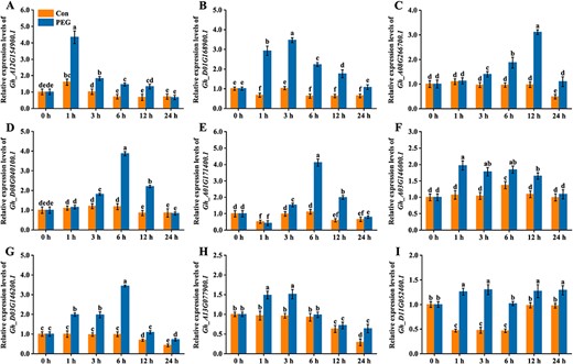 The time-course changes in the expression of GhMYBs upon osmotic stress. Two-week-old cotton plants were subjected to 20% PEG 6000 for 0, 1, 3, 6, 12 and 24 h. The expression levels of GhMYBs from leaves were determined by RT-qPCR. The expression levels are presented as values relative to the control (Con) sample at 0 h. Cotton plants without PEG treatment were used as the Con.