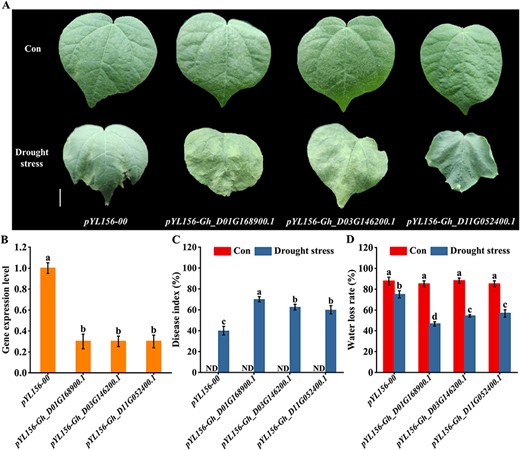 Analysis of silencing efficiency, damage index and water loss rate. (A) Three-week-old plants were subjected to water-deficit treatment for another 14 d, and then the representative phenotypes were photographed. The scale bar is 1 cm. (B) The silenced efficiency was detected at the four-leaf stage (21 d) by analyzing the gene expression levels. The gene expression is presented as values relative to the sample of pYL156-00 plants. (C and D) Three-week-old plants were subjected to water-deficit treatment for another 14 d, and then damage index and water loss rate were calculated. ND represents no data. Control groups were irrigated with Hoagland’s solution.