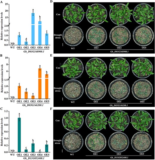 Identification of GhMYB-transgenic Arabidopsis and its drought-tolerant test. (A–C) The expression levels of Gh_D01G168900.1, Gh_D03G146200.1 and Gh_D11G052400.1 from the leaves of 1-month-old plants were determined by RT-qPCR. Within each set of experiments, the expression levels were presented as values relative to the control (Con) sample of OE1. (D–F) One-week-old seedlings were subjected to water-deficit treatment for another 18 d, and then the representative phenotypes were photographed. The scale bar is 5 cm. Plants without water-deficit treatment were used as Con.