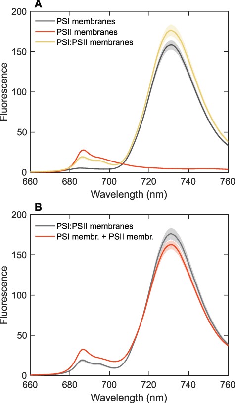 The FES of reconstituted membranes containing T. vulcanus PSI, PSII or PSI:PSII (1.5:1 ratio) recorded at 77 K with 440-nm excitation light. (A) A comparison of the spectra of PSI, PSII and PSI:PSII membranes. The spectra are the average from three independent experiments; the shaded areas represent standard errors. All samples had the same absorbance at the excitation wavelength and were measured using the same instrument settings. The spectra of PSI and PSII are scaled by 0.8 and 0.2, respectively, to correspond to the Chl content of each photosystem in the mixed PSI:PSII membranes. (B) A comparison of the measured spectrum of the PSI:PSII mixed membranes and the arithmetic sum of the spectra of PSI and PSII membranes measured separately.