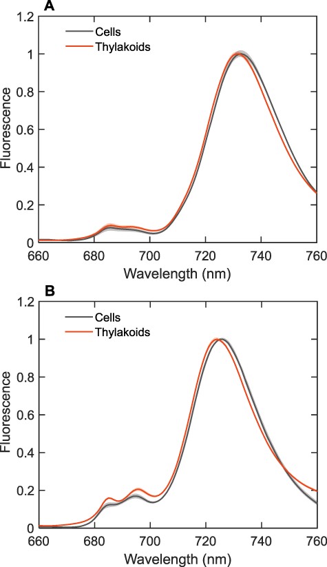 The FES of intact dark-adapted cells (in state II) and thylakoid membranes of T. vulcanus NIES-2134 (A) and Synechocystis sp. PCC 6803 (B) recorded at 77 K, normalized to the maximum fluorescence emission. The excitation wavelength was 440 nm. The spectra are the average from seven to nine independent experiments; the shaded areas represent standard errors. Note that the spectra of cells from S. 6803 were recorded with 5 nm spectral bandwidth.