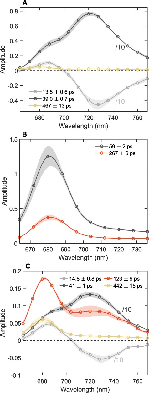 The DAES of T. vulcanus PSI and PSII in reconstituted membranes obtained by the global analysis of the fluorescence decays recorded at room temperature with 440-nm excitation. (A) PSI-only membranes. (B) PSII-only membranes. (C) PSI:PSII membranes (1.5:1). Note that only the symbols represent measured data points, whereas the lines are interpolated to guide the eye. For better visualization, the spectra of the short-lived PSI components are divided by 10 and low-amplitude long-lived components (>2 ns) are omitted. The spectra are the average from three independent measurements, normalized to the same integrated fluorescence intensity (area of the steady-state fluorescence spectrum). The standard error of the mean is shown by the shaded areas.