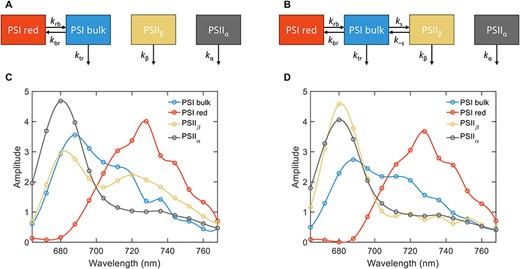 The kinetic model of energy spillover in reconstituted PSI:PSII membranes. (A) The kinetic model scheme for an ‘independent’ model consisting of two connected PSI compartments (bulk and red Chls) and two unconnected PSII compartments (PSIIα and PSIIβ). (B) The kinetic model scheme of a ‘spillover’ model, whereby the PSIIβ is energetically coupled to PSI with energy transfer rate constants ks and k−s. (C) SAES obtained by fitting the ‘independent’ model to the fluorescence decays. (D) SAES corresponding to the ‘spillover’ model. The spectra are normalized to their respective area.