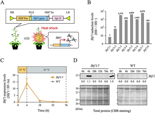 Establishment of heat-inducible Sbf I expression system in Arabidopsis thaliana. (A) Outline of T-DNA construct introduced into A. thaliana and Sbf I gene expression model by HS treatment. (B) Degrees of heat-induced transcription levels of the Sbf I gene by RT-qPCR in T1 plants. The values on the vertical axis show the intensity of heat-induced Sbf I expression levels after HS treatment (HS+) relative to that before HS treatment (HS−). Most transgenic lines significantly increased Sbf I transcription levels after HS treatment. In particular, the Sbf I-7 line showed no leaky Sbf I transcription before HS treatment, and had the highest heat-induced transcription level of approximately 6,000-fold (Supplementary Fig. S1B, C). (C) Transcription level of the Sbf I gene after HS treatment quantified by RT-qPCR. Wild-type (WT) sample was used as a negative control. Error bars are ±SD of three biological replicates. (D) Western blotting analysis of Sbf I after HS treatment. Sbf I enzyme (NEB, R0642) was used for western blots as a positive control (PC), and band intensity relative to that of PC (set as 1.0) was measured. In addition, WT samples were used as negative controls. CBB gel staining of the total protein was shown to indicate equal protein loading.