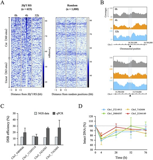 Quantification of DSB efficiency at 623 Sbf I recognition sites in the Arabidopsis nuclear genome. (A) Heatmap obtained from NGS data of input DNA in Sbf I-7 plants. These figures show the coverages around a 2 kb window surrounding the 623 Sbf I recognition sites (Sbf I RS) and 1,000 random positions. Left heatmaps were sorted in ascending order of the total coverages of 100 bp around the Sbf I RS for the 4 h sample. (B) Genome browser screenshots representing the coverages of input DNA around the two Sbf I RS (chromosomes 3 and 4). The gray area covers 100 bp around DSB loci (black triangle). (C) Comparison of the DSB efficiency between NGS data and qPCR. The values of NGS data (gray blocks) and qPCR (dark gray blocks) were calculated by the quotient of the total coverages of 100 bp around the Sbf I RS (4 h divided 0 h) and by the difference of the PCR-amplified values (0 h minus 4 h), respectively. (D) The percentage of intact DNA by qPCR analysis at different time points. Each value was quantified relative to the amount of intact DNA before HS treatment set as 100%. Error bars are ±SD of three biological replicates.
