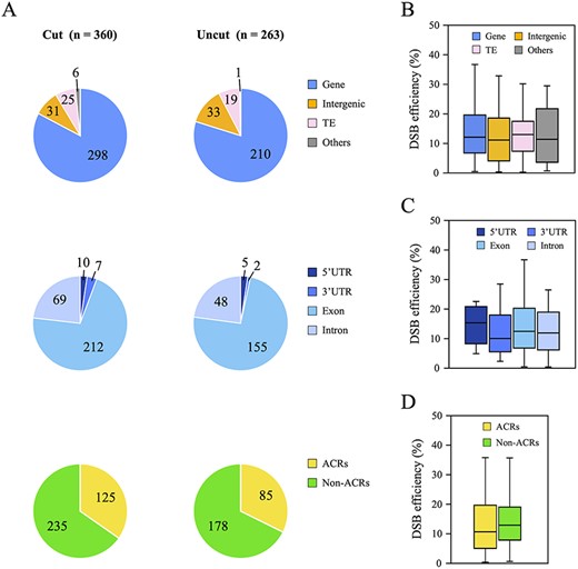 Relationship between DSB efficiency and DNA accessibility at 623 Sbf I RS. (A) Classification of 360 cut sites and 263 uncut sites based on the genetic context and the accessible chromatin regions (ACRs). First, these cleavage sites were classified into four groups (Gene, Intergenic, TE and Others) based on the TAIR10 genome annotation, and then the Gene group (Cut: 298 loci and Uncut: 210 loci) was further divided into four categories (5ʹ and 3ʹ UTR, Exon, and Intron). ACRs and non-ACRs were determined in accordance with the method described in Materials and Methods. (B–D) Boxplots representing the correlation between DSB efficiency and the genetic context (B and C), or the higher-order chromatin structure (D) at 360 cut sites.