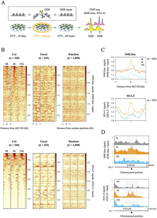 Distributions of histones H4K16ac and H2A.Z before and after DSB induction around the 360 DSB loci. (A) Experimental flow chart for DSB induction followed by ChIP-seq analysis. (B) Average profiles and heatmaps showing the occupancies of H4K16ac and H2A.Z in Sbf I-7 plants. These graphs and figures indicate the signal intensity of each histone mark around a 2 kb window surrounding 360 cut sites, 263 uncut sites and 1,000 random positions. All ChIP-seq data were normalized by input data, and two heatmaps of the 360 DSB loci were sorted in descending order of the total coverages of 500 bp around Sbf I RS for a 4 h sample. (C) Average profiles of H4K16ac and H2A.Z ChIP-seq signals around 360 cut sites shown in Fig. 4B. (D) Genome browser screenshots representing the distributions of H4K16ac and H2A.Z around the two DSB loci (located on chromosomes 1 and 3). The gray area covers 500 bp centered on a DSB locus (black triangle).