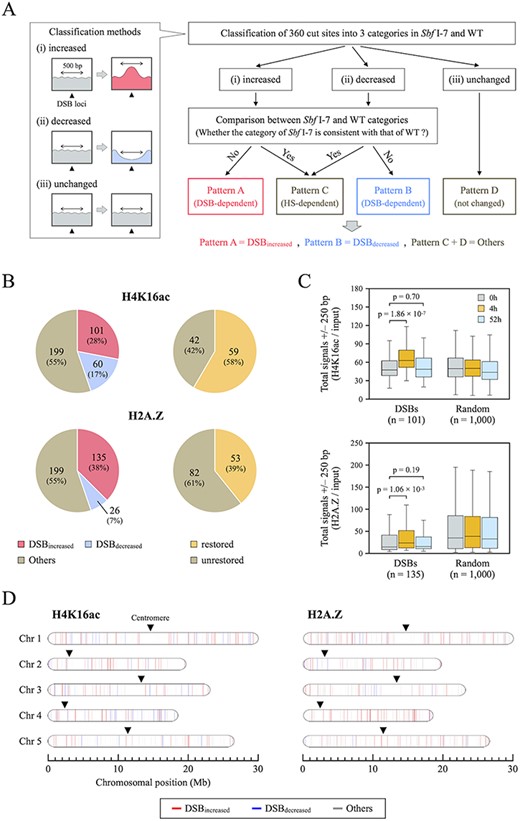 Alteration and restoration rates of H4K16ac and H2A.Z after DSB induction. (A) Overall framework of the classification by H4K16ac and H2A.Z distribution patterns to identify DSB-dependent chromatin remodeling. After classifying 360 DSB loci into three categories (increased, decreased and unchanged) in Sbf I-7 and WT plants, Patterns A and B were defined as DSB-dependent new deposition (DSBincreased) and DSB-dependent removal (DSBdecreased), respectively. Patterns C and D were integrated as DSB-independent fluctuations and defined as “Others”. (B) Pie charts showing the rates of alteration (left) and restoration (right) of H4K16ac and H2A.Z in Sbf I-7 plants. (C) Boxplots representing the totals of H4K16ac and H2A.Z read counts at 250 bp upstream and downstream of DSBincreased loci or at 1,000 random positions (used as a negative control). Wilcoxon rank sum test was used to calculate P values (P < 0.05). (D) Alterations of H4K16ac and H2A.Z after DSB induction mapped on the Arabidopsis chromosomes. The colored bars indicate individual cleavage sites and corresponding the changes in H4K16ac and H2A.Z distributions (DSBincreased: red, DSBdecreased: blue, and Others: gray).