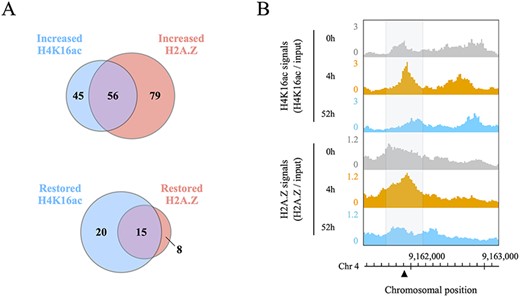 Co-localization of histone H4K16ac and H2A.Z during and after DSB repair. (A) Venn diagram of increased H4K16ac and H2A.Z peaks around 180 DSB loci, and the restoration rate of H4K16ac and H2A.Z in 56 regions where H4K16ac and H2A.Z were co-localized. (B) Genome browser screenshots showing the co-localization of H4K16ac and H2A.Z signals around a DSB locus (black triangle) located on chromosome 4. All data were normalized by input signals. Each gray area covers 500 bp centered on a DSB locus.