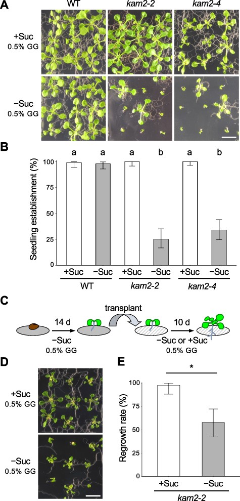 The kam2 mutants exhibit defects in seedling establishment. (A) Images of 14-day-old WT , kam2-2 and kam2-4 seedlings grown on solid culture medium (0.5% GG) supplemented with (+Suc) or without (–Suc) 1% sucrose. Bar, 1 cm. (B) Quantitative analysis of seedling establishment in 14-day-old WT, kam2-2 and kam2-4 seedlings as shown in (A). Error bars show binomial 95% confidence intervals. Different letters indicate significant differences between the six samples at P < 0.01 (Fisher’s exact test with Bonferroni multiple testing correction). n = 100 (WT, +Suc), 99 (WT, −Suc), 84 (kam2-2, +Suc), 95 (kam2-2, −Suc), 99 (kam2-4, +Suc) and 100 (kam2-4, −Suc). (C) Schematic representation of the transplantation experiment. Fourteen-day-old seedlings grown on solid culture medium without sucrose were transferred to fresh solid medium with or without 1% sucrose and grown for an additional 10 d. (D) Images of 24-day-old kam2-2 seedlings transferred to culture medium (0.5% GG) with (+Suc) or without (–Suc) 1% sucrose. Bar, 1 cm. (E) Quantitative analysis of regrowth rate in transferred kam2-2 seedlings as shown in (D). Error bars show binomial 95% confidence intervals. Asterisk indicates a significant difference (Fisher’s exact test P < 0.01). n = 45 (+Suc), 45 (−Suc).