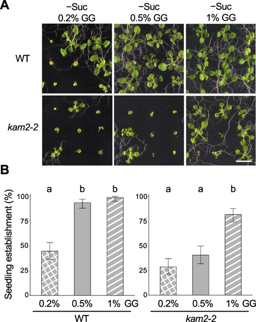 The gel concentration in solid medium affects seedling establishment in WT and kam2 seedlings. (A) Images of 14-day-old WT and kam2-2 seedlings grown on solid culture medium containing 0.2, 0.5 or 1% GG without sucrose (–Suc). Bar, 1 cm. (B) Quantitative analysis of seedling establishment in 14-day-old WT and kam2-2 seedlings as shown in (A). Error bars show binomial 95% confidence intervals. Different letters indicate significant differences between three samples within the same genotypes at P < 0.01 (Fisher’s exact test with a Bonferroni multiple testing correction for each genotype). n = 139 (WT, 0.2%), 138 (WT, 0.5%), 136 (WT, 1%), 136 (kam2-2, 0.2%), 123 (kam2-2, 0.5%) and 138 (kam2-2, 1%).
