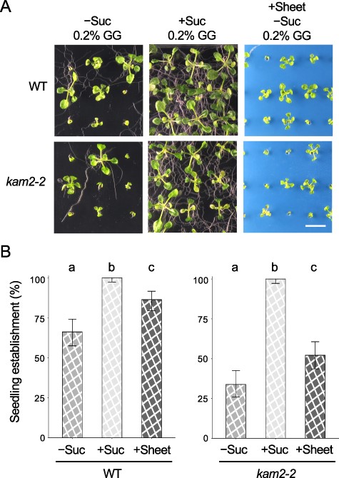 Seedling establishment is restored in WT Arabidopsis plants grown on soft solid medium if sucrose is added to the medium or a plastic sheet is placed on the surface. (A) Images of 14-day-old WT and kam2-2 seedlings grown on solid culture medium (0.2% GG) with (+Suc) or without (–Suc) 1% sucrose or without 1% sucrose and covered with a blue plastic sheet (+Sheet). Bar, 1 cm. (B) Quantitative analysis of seedling establishment in 14-day-old WT and kam2-2 seedlings as shown in (A). Error bars show binomial 95% confidence intervals. Different letters indicate significant differences between three samples within the same genotypes at P < 0.01 (Fisher’s exact test with a Bonferroni multiple testing correction for each genotype). n = 134 (WT, +Suc), 133 (WT, −Suc), 139 (WT, +Sheet), 131 (kam2-2, +Suc), 133 (kam2-2, −Suc) and 140 (kam2-2, +Sheet).
