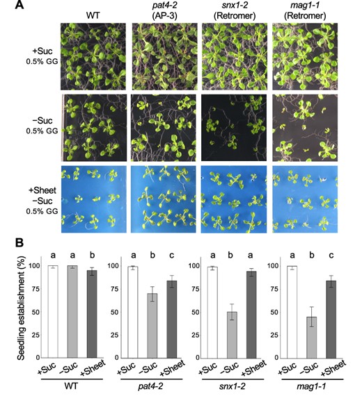 Applying a plastic sheet on solid medium restores the seedling establishment of membrane-trafficking mutants. (A) Images of 14-day-old WT, pat4-2, snx1-2 and mag1-1/vps29-1 (mag1-1) seedlings grown on solid culture medium (0.5% GG) with 1% sucrose (+Suc), without sucrose (–Suc) or without sucrose and covered with a plastic sheet (+Sheet). Bar, 1 cm. (B) Quantitative analysis of seedling establishment in 14-day-old WT, pat4-2, snx1-2 and mag1-1 seedlings as shown in (A). Error bars show binomial 95% confidence intervals. Different letters indicate significant differences between three samples within the same genotypes at P < 0.05 (Fisher’s exact test with a Bonferroni multiple testing correction for each genotype). n = 134 (WT, +Suc), 138 (WT, −Suc), 138 (WT, +Sheet), 135 (pat4-2, +Suc), 137 (pat4-2, −Suc), 137 (pat4-2, +Sheet), 134 (snx1-2, +Suc), 139 (snx1-2, −Suc), 141 (snx1-2, +Sheet), 97 (mag1-1, +Suc), 89 (mag1-1, −Suc) and 139 (mag1-1, +Sheet).