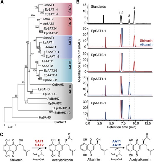 Stereospecific acetylation of shikonin and alkannin. (A) Phylogenetic analysis of LeSAT1 and LeAAT1 homologs of six Boraginaceae plants. Amino acid sequences were obtained from L. erythrorhizon (Le), E. plantagineum (Ep), A. euchroma (Ae), S. officinale (So), C. officinale (Co) and H. arborescens (Ha). Sequence alignment was performed using MAFFT, and a phylogenetic tree was generated using MEGA7 using the maximum-likelihood method. Bootstrap values based on 1,000 replicates are shown at the branching points. (B) Acetylation of shikonin and alkannin by SATs and AATs as analyzed by chiral HPLC. SAT1 and SAT2 mediated the acetylation of shikonin, whereas AAT1 and AAT2 mediated the acetylation of alkannin. Labeled compounds: 1, shikonin; 2, alkannin; 3, acetylalkannin; 4, acetylshikonin. (C) Reaction schemes of SATs and AATs.