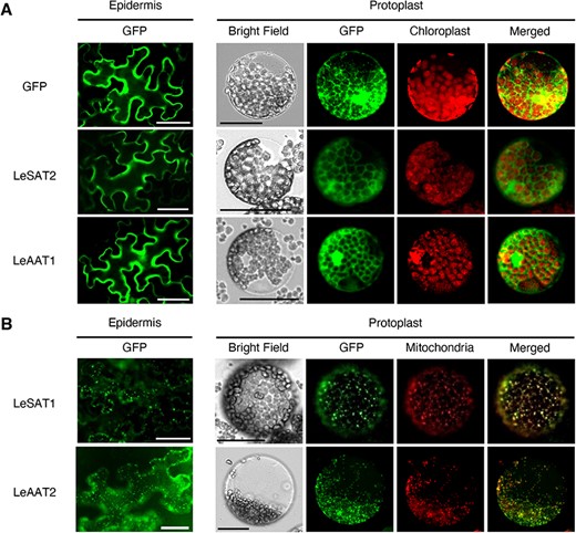 Subcellular localization of LeSAT1, LeSAT2, LeAAT1 and LeAAT2 in N. benthamiana leaves. (A) Epidermal cells and protoplasts of N. benthamiana leaves following introduction of LeSAT2-GFP, LeAAT1-GFP or free GFP (control). Fluorescence was evaluated 4 d after infiltration. (B) Expression of LeSAT1-GFP or LeAAT2-GFP in epidermal cells and protoplasts of N. benthamiana leaves. Mitochondria were stained with Mitotracker Orange CMTMRos before observation. Bars = 50 μm.