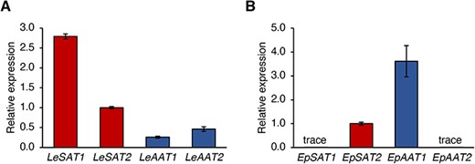 RT-qPCR analysis of SATs and AATs in roots of (A) L. erythrorhizon and (B) E. plantagineum. GAPDH expression was used as the control, and values are means ± standard deviation of three technical replicates. These experiments were performed independently on two different individual plants of each species.
