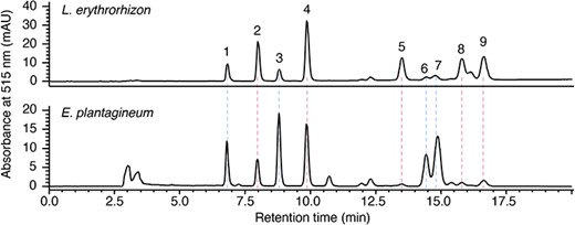 Analysis of shikonin/alkannin derivatives in root extracts. Methanol extracts of L. erythrorhizon and E. plantagineum were subjected to HPLC with a chiral column, and each representative chromatogram is shown. Labeled compounds: 1, β-hydroxyisovalerylalkannin; 2, β-hydroxyisovalerylshikonin; 3, acetylalkannin; 4, acetylshikonin; 5, isobutyrylshikonin; 6, α-methyl-n-butyrylalkannin; 7, isovalerylalkannin; 8, α-methyl-n-butyrylshikonin; 9, isovalerylshikonin.