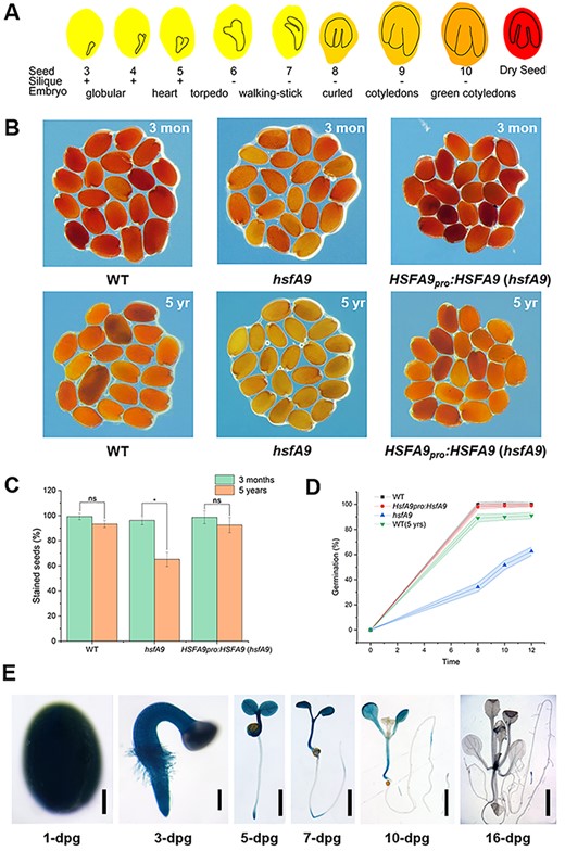 Characterization of seed vigor in the wild-type and hsfA9 mutant. (A) Schematic representation of absolute expression of HSFA9 in Arabidopsis seed development. (B) Tetrazolium assay for seed viability of WT, hsfA9 and hsfA9 complemented lines stored for 3 months (upper panel) and 5 years (lower panel). (C) Bar plot showing the percentage of stained (red) seed. (ns means no significant, * means P < 0.05, t-test compared between the seeds stored for 3 months and 5 years). (D) Percentage germination rate observed at different times. Each time point represents average values obtained at different hours after post-inoculation. (E) GUS-staining assay of HSFA9 expression in HSFA9pro::GUS plants. Bars = 100 μm (1-dpg), 20 μm (3-dpg) and 0.2 mm (7- to 16-dpg).